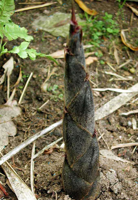 Побег Phyllostachys Heterocycla Pubescens Moso
